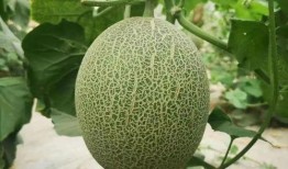 蜜脆瓜怎么吃,解锁美味新体验