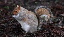 老福特松鼠吃瓜,老福特松鼠的夏日吃瓜趣事