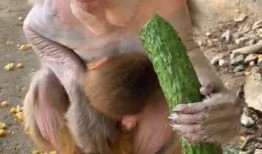 猴子吃瓜反思,从动物行为看人性反思