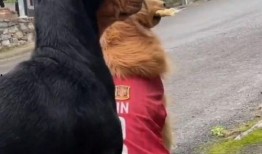 吃瓜群众是什么动物,揭秘网络时代的“瓜田”动物