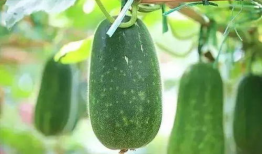 春太瓜怎么吃,解锁美味新体验