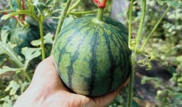 西木吃瓜,揭秘娱乐圈幕后故事