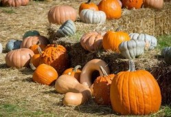 吃瓜一族,吃瓜一族带你领略明星幕后故事