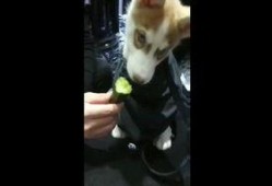 狗狗吃瓜动作视频,瓜果诱惑下的欢乐瞬间