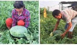 漯河职业吃瓜,揭秘幕后故事，探寻美食与文化的交融