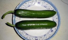 空腹可以吃乳瓜吗,空腹食用乳瓜的适宜性探讨