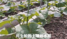 凡瓜怎么吃,探索凡瓜的多样美味