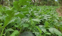 吃瓜路线黄,探寻“吃瓜路线”背后的黄生传奇