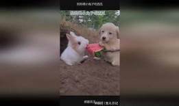 会吃瓜的兔,揭秘动物界的“美食评论家”