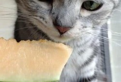 猫喜欢吃瓜,揭秘瓜类在猫饮食中的独特魅力