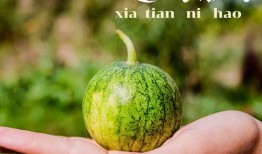 专业团队吃瓜,吃瓜背后的行业秘密与趣味解读