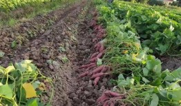 吃地薯瓜上火吗