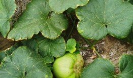 梧桐吃瓜位,吃瓜群众的热议焦点