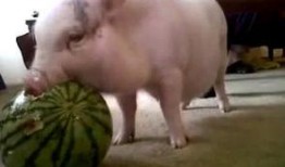 猪子吃瓜,趣味横生的田园生活瞬间