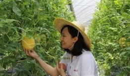 青州吃瓜视频,一场别开生面的乡村盛宴