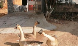 吃瓜鹅冲浪,揭秘网络热点的幕后故事