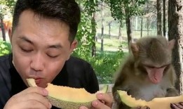 学猴子吃哈密瓜,趣味探索与成长之旅