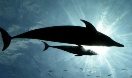 吃瓜小熊白鲸,揭秘海洋中的趣味生活