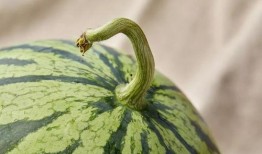 边摸手边吃瓜,夏日悠闲生活新风尚