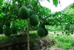 孕妇梦见吃吊瓜,吊瓜寓意着什么？