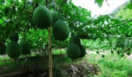 孕妇梦见吃吊瓜,吊瓜寓意着什么？