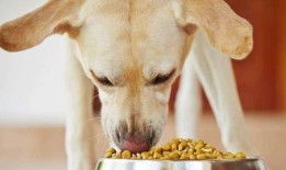 板凳吃瓜剩饭喂狗子,狗子美食时光