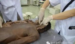吃瓜解剖尸体,解剖尸体背后的真相与伦理探讨