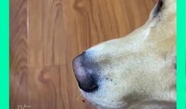 给狗子吃瓜公众号,揭秘狗狗吃瓜的乐趣与营养