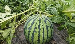 吃瓜看瓜提瓜,揭秘娱乐圈的瓜田乐事