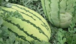 大家吃瓜的样子视频,一场视觉盛宴的“瓜”界狂欢