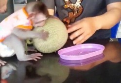 学猴子吃哈密瓜,趣味探索与成长之旅