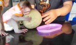 学猴子吃哈密瓜,趣味探索与成长之旅