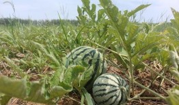 盐山韩集吃瓜,夏日吃瓜盛宴，品味乡村风情