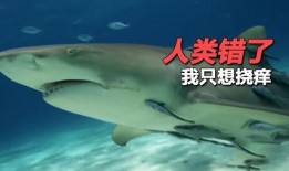 大奇吃瓜鲨鱼,勇吃瓜鲨鱼，揭秘海洋奇遇记