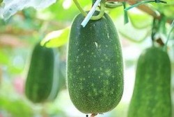 吃瓜要凉着吃还是热吃呢