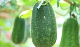 吃瓜要凉着吃还是热吃呢