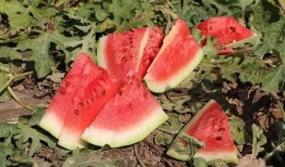 网格瓜怎么熟得快点吃,速享美味新体验