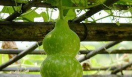 猴子吃葫芦瓜图片大全,猴子吃葫芦瓜图片大盘点