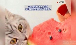 找猫吃瓜,一场关于美食与友情的吃瓜大戏