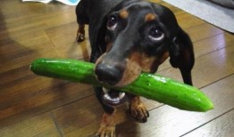 游戏吃瓜狗,揭秘游戏界的“瓜王”传奇