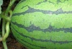 湖州医院吃瓜,揭秘背后真相与网络舆论风暴