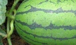 湖州医院吃瓜,揭秘背后真相与网络舆论风暴