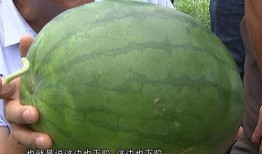 吃瓜杀农,揭秘网络谣言背后的真相与反思