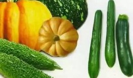 跟着吃瓜烙用语,跟随吃瓜烙，解锁娱乐圈最新瓜事