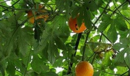 江西吊瓜几月吃,江西吊瓜最佳食用月份揭晓