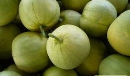 海盐县吃瓜,探寻当地特色美食之旅