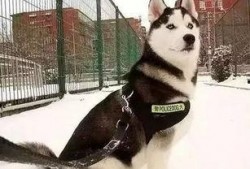 吃瓜群众警犬,吃瓜群众见证正义瞬间