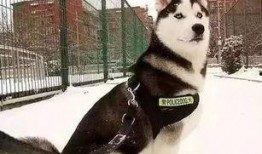 吃瓜群众警犬,吃瓜群众见证正义瞬间