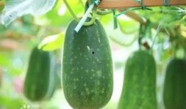 秋后吃三瓜是那三瓜,揭秘“秋后吃三瓜”的神奇功效