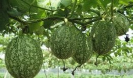 江西吊瓜几月吃,江西吊瓜最佳食用月份揭晓